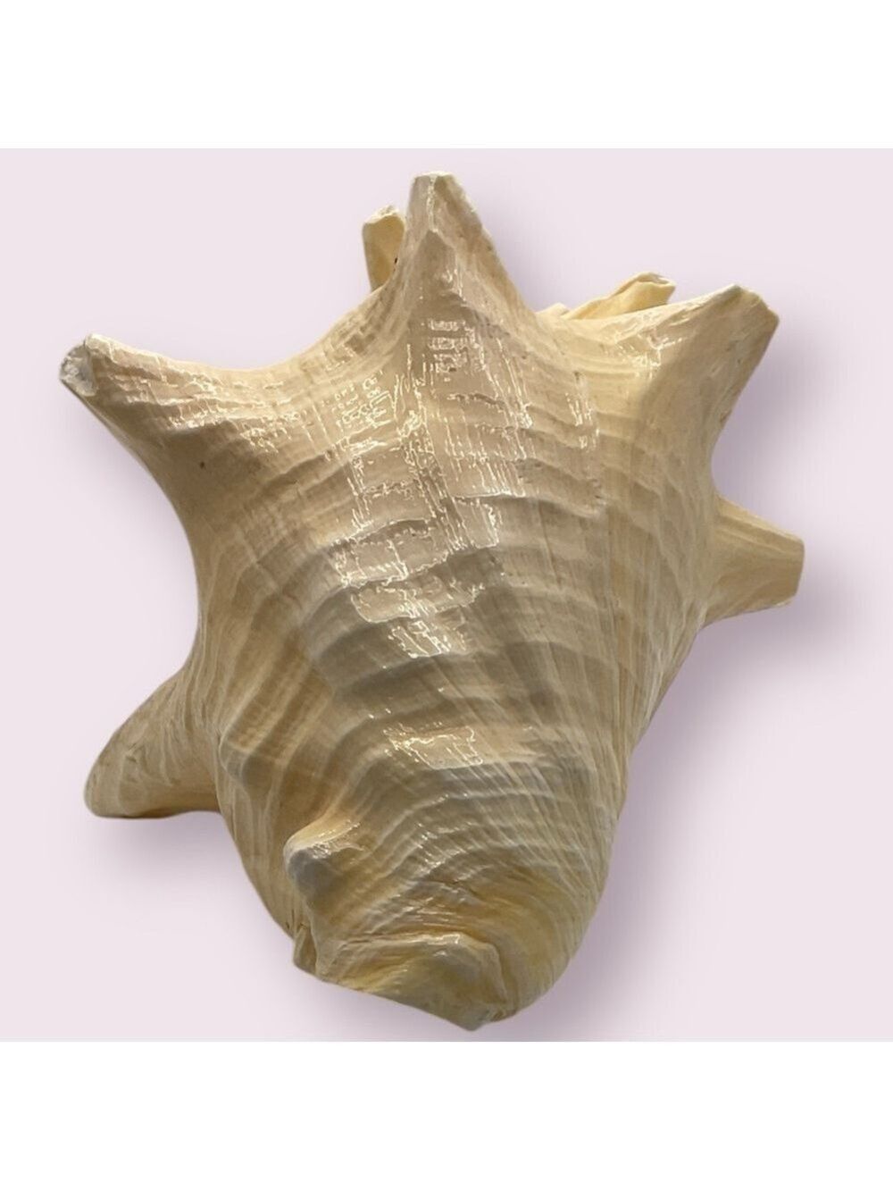 Queen Conch Shell Extra Large - Picture 3 of 5